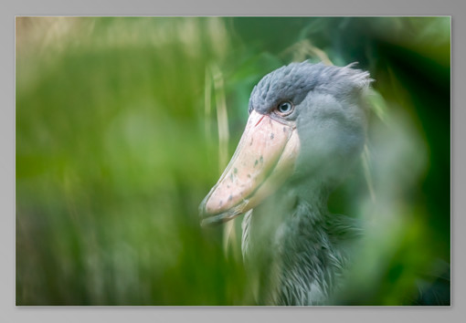 Režimu Slideshow zobrazuje jen samotnou fotografii