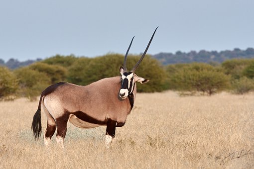 Oryx