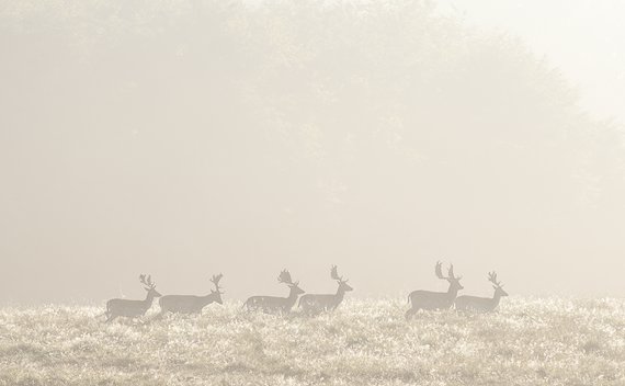 Prolost Dehaze – před