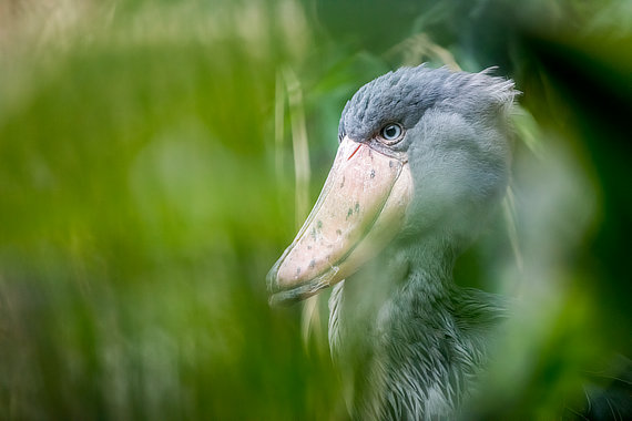 Člunozobec africký (Balaeniceps rex) – Zoo Praha