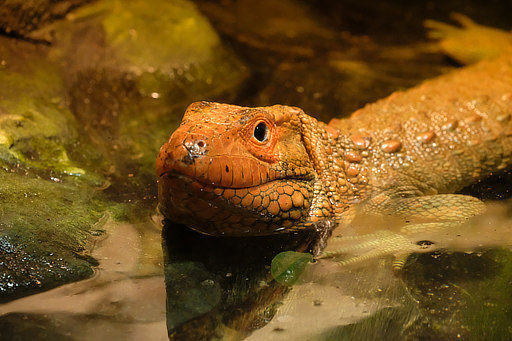 Dracéna krokodýlovitá, ISO 12800