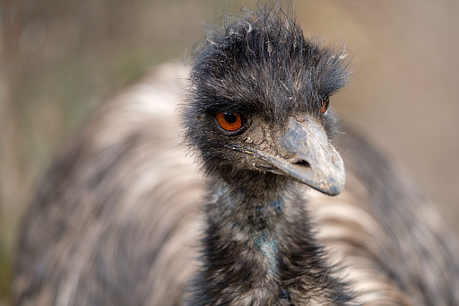 Emu australský