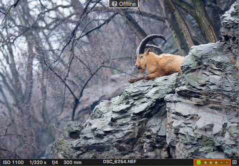 Hodnocení a barevné štítky přímo v zobrazení fotografie