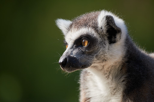 Lemur kata