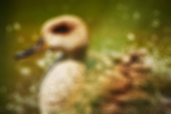 Ukázka rozostření fotografie filtrem Lens Blur