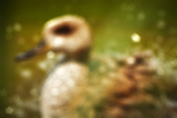 Ukázka rozostření fotografie filtrem Lens Blur s nastavením Bloom efektu