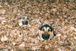 Psi v podzimním listí