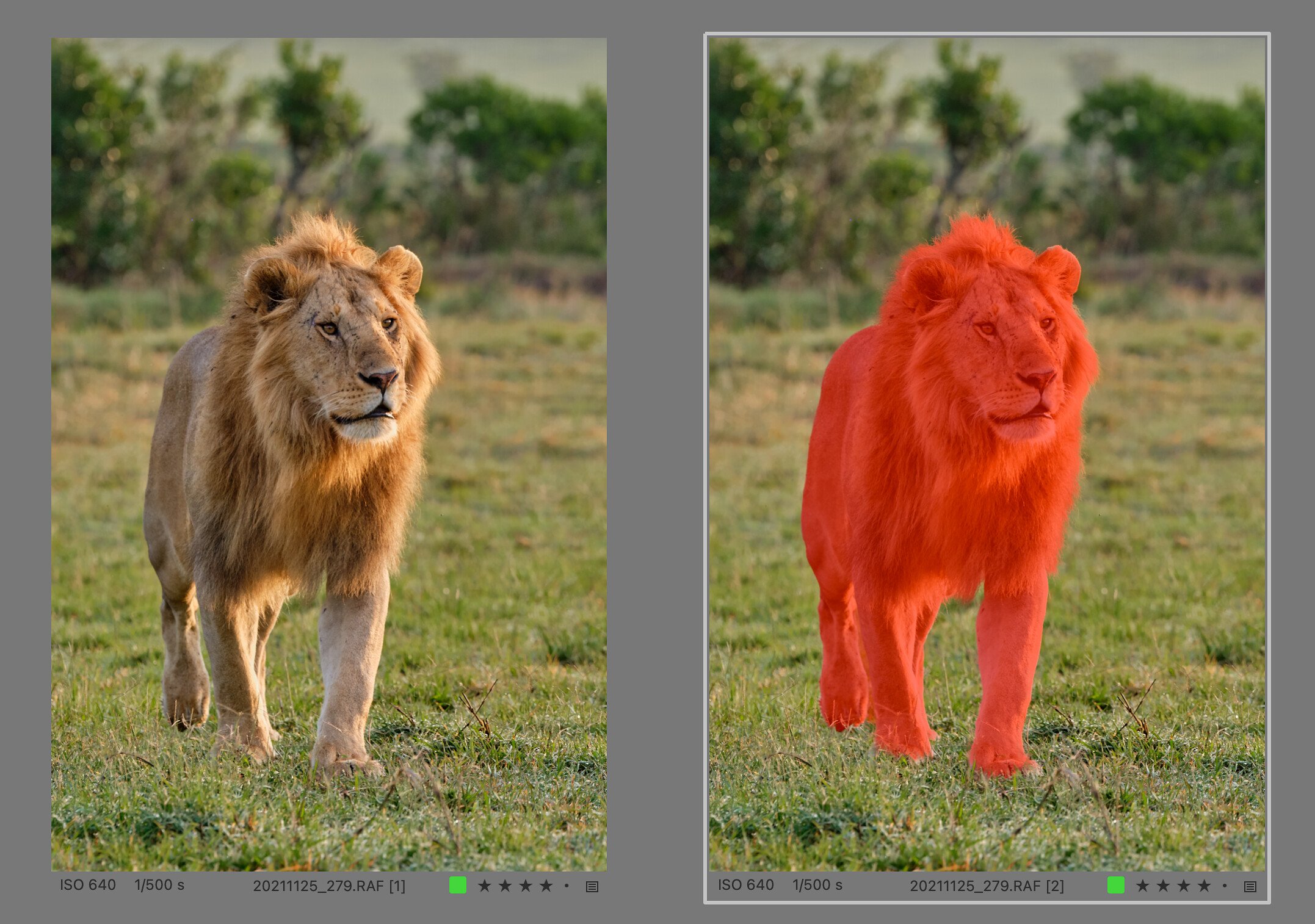 Ukázka výběru zvířete proti mírně rozostřenému pozadí – maska je perfektní včetně chlupů v hřívě lva 