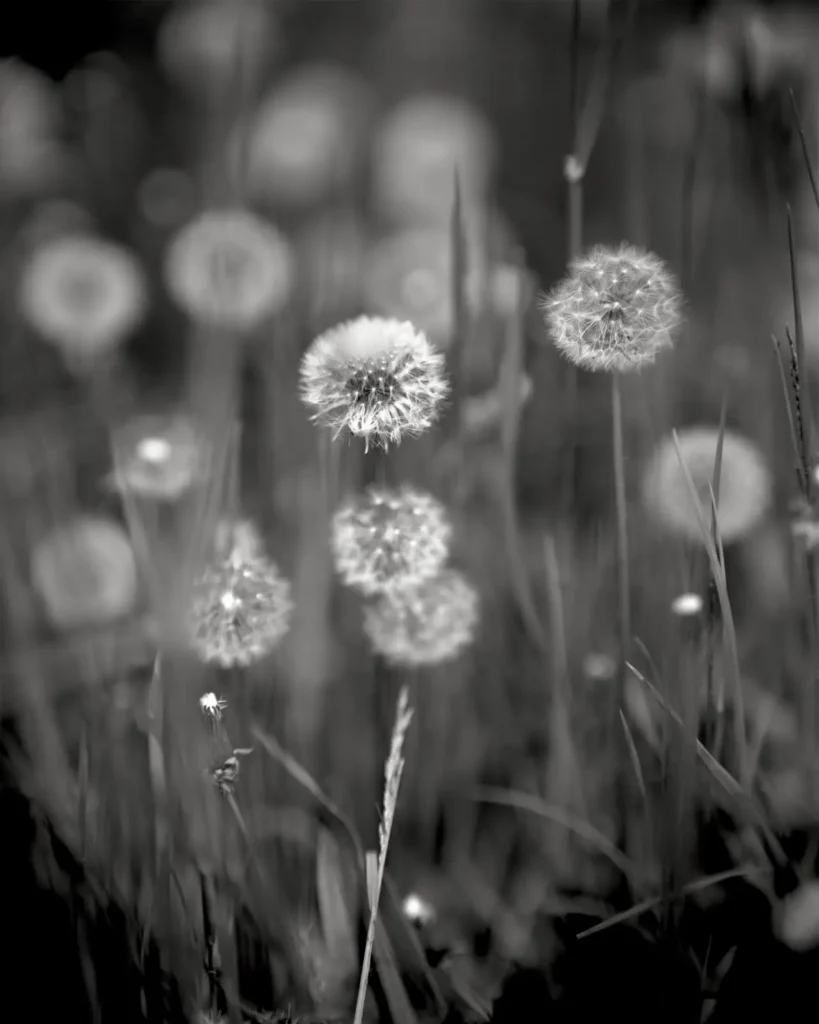Makro na MAKRO formát (8x10)